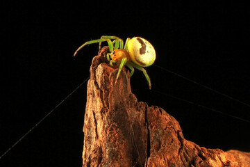 Araneus mitificus, the kidney garden spider