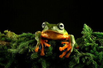 rhacophorus reinwardtii, flying tree frog