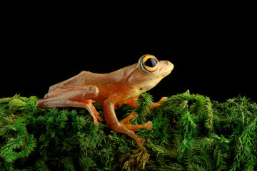 Rhacophorus Rhodopus, red webbed tree frog