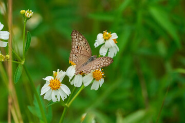 A butterfly is sucking nectar from a flower in the morning.