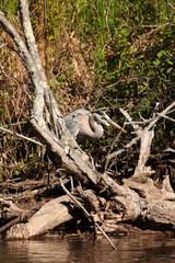 Great Blue Heron standing on a dead submerged shoreline tree in the Wisconsin River, Oneida County, Wisconsin, fishing in the late afternoon May sunshine