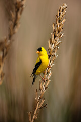 Goldfinch perched on seedheads in late spring at the Horicon National Wildlife Refuge, Wisconsin