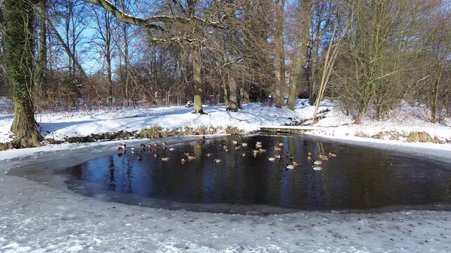 Enten auf einem fast zugefrorenem See