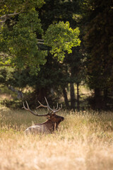 Bull elk resting among the grasses within Horseshoe Park, Rocky Mountain National Park, Colorado, in the late August evening sunshine, as its harem rests a short distance away.