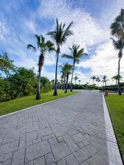 I walk between palm trees and tropical Caribbean vegetation, an ideal place for vacations and relaxing under a blue sky and warm sun in the heart of the Riviera Maya.