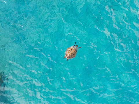 Aerial view of baby turtle swimming in Caribbean sea, Westpunt, Curacao.