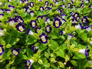 Purple Torenia flowers blooming in the garden, torenia flower background