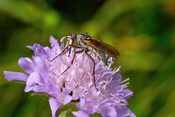 Empis opaca - weibliche Tanzfliege auf einer lila Skabiose (Scabiosa) - Baden-Württemberg,...