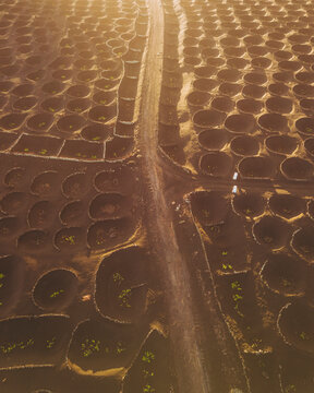Aerial view of unique vine cultivation in volcanic landscape, La Geria, Lanzarote, Canary Islands, Spain.