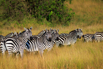 Naklejka premium Zebra herd