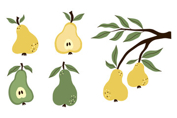 Green and yellow pears set of illustrations. Vector image of ripe fruits on white background. Pear whole and cut in half and branch of pears.