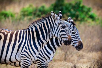 Zebras