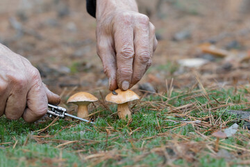 A man in a forest picking up mushrooms. The search for mushrooms in the woods.Mushrooms grow in the...