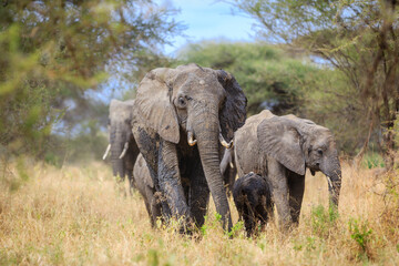 Fototapeta premium Giants of the wilderness