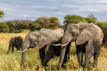 Elephants © Claus