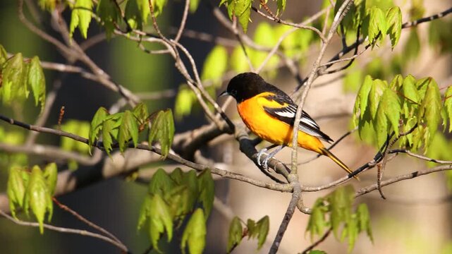 Adult male Baltimore oriole (Icterus galbula) perched and singing on a tree branch during early spring with sound