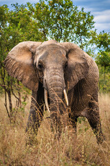 Fototapeta premium Elephant