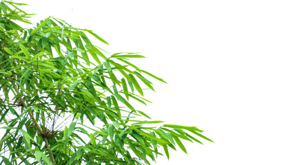 A cut-out of bamboo top leaves on a white background with clipping paths.