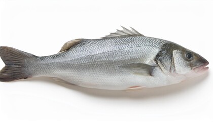 Obraz premium fresh fish on white background