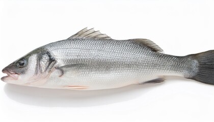 Obraz premium fresh fish on white background