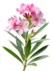 Pink Oleander flowers (Nerium oleander) with leaves, isolated on white background