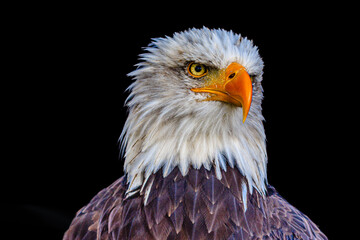 Fototapeta premium Proud bald eagle
