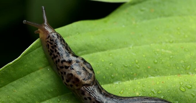 great grey or leopard slug on the leaf. limax maximus