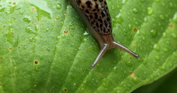 great grey or leopard slug on the leaf. limax maximus