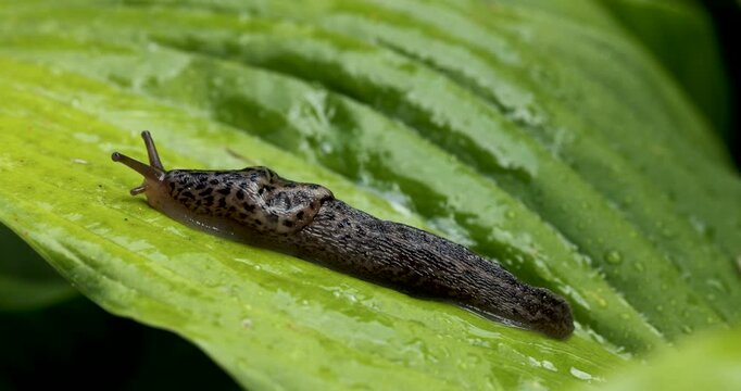 great grey or leopard slug on the leaf. limax maximus