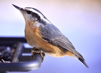 Red breasted nuthatch