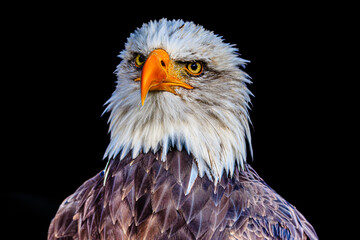 Obraz premium Bald eagle
