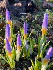 spring crocus flowers with dew drops