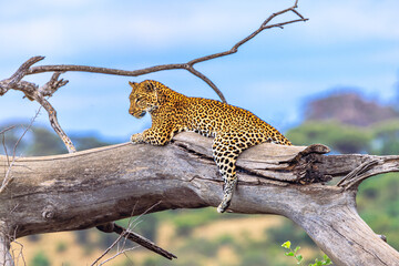 Relaxing Leopard