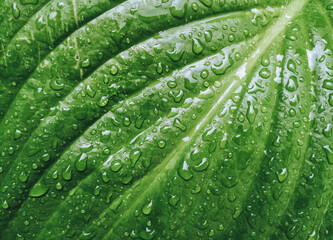 Green leaf of a hosta bush with rainwater drops. Natural background with plant texture.