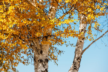 Birch trees changing colors in late October within the Horicon National Wildlife Refuge, Waupun, Wisconsin