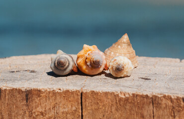 Seashells are arranged in a row on a piece of weathered wood.