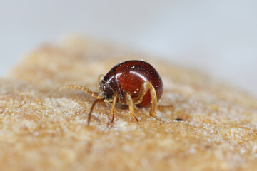 Smooth spider beetle, Hump beetle, Shiny spider beetle (Gibbium psylloides). A synanthropic insect species that lives in homes. Beetle on bread.