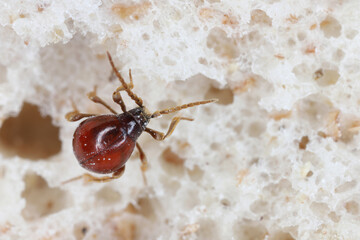 Smooth spider beetle, Hump beetle, Shiny spider beetle (Gibbium psylloides). A synanthropic insect...