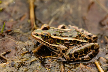 A Northern Leopard frog rests on the shoreline of Little John Junior Lake in Vilas County, near Sayner Wisconsin in late May, camouflaged with its surroundings.