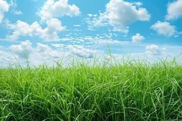 Obraz premium A serene scene of green grass with a clear blue sky in the background, suitable for outdoor or nature-themed uses