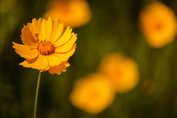 A small field of Coreopsis growing wild within the Pike Lake Unit, Kettle Moraine State Forest, Hartford, Wisconsin in mid-June