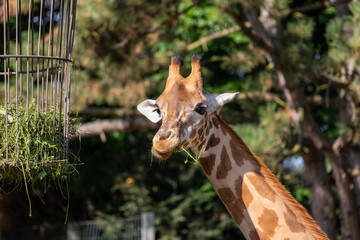 Close-up of a giraffe in front of some green trees, looking at the camera