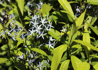 Closeup of Eastern Bluestar flowers, Derbyshire England
