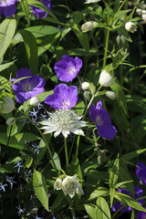 Macro image of a white Greater Masterwort bloom with Wood Cranesbill flowers, Derbyshire England
