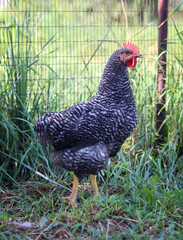 chicken