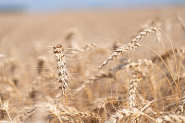 Fototapeta premium Harvesting corn in autumn. Agricultural wheat field during harvest time. Countryside crop. Harvesting at crop field. Ripe barley agriculture. Harvest at field. Crop harvest. Barley yield