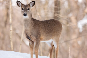 A white-tailed deer studies the sound of the shutter from behind the window 