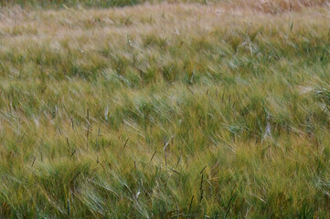 wheat stems in green wheat field in sunshine with no other background and background blur