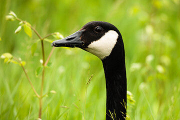 A Canada goose watches alertly and intently within the Horicon National Wildlife Refuge, Waupun, Wisconsin in late May