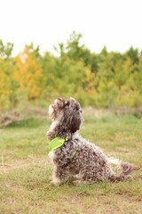 Yorkshire terrier crossbreed is on autumns meadow